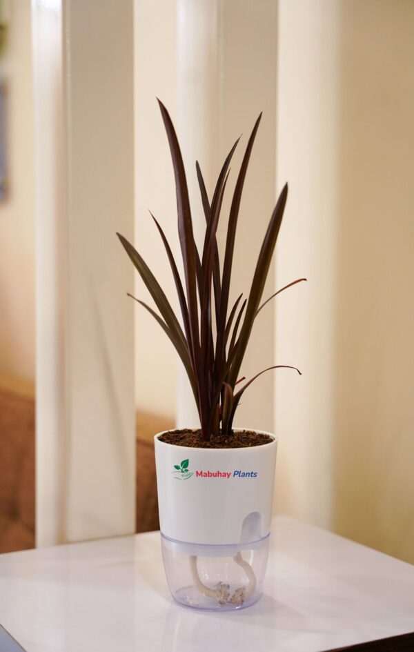 Burgundy Spike ( Cordyline Family)