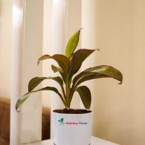 Red Sister Ti Plant