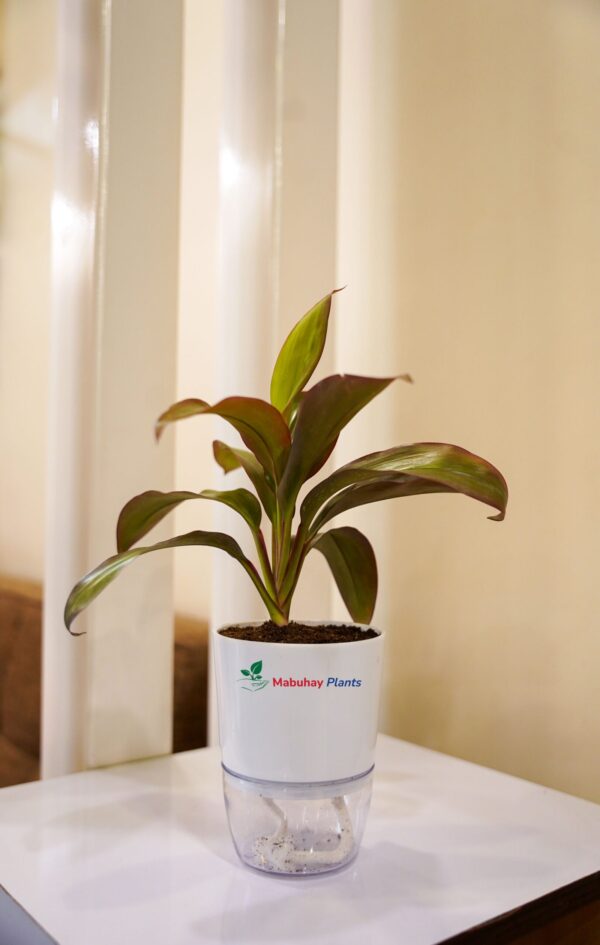 Red Sister Ti Plant