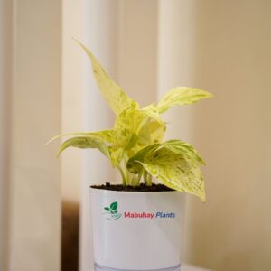 Marble Queen Plant