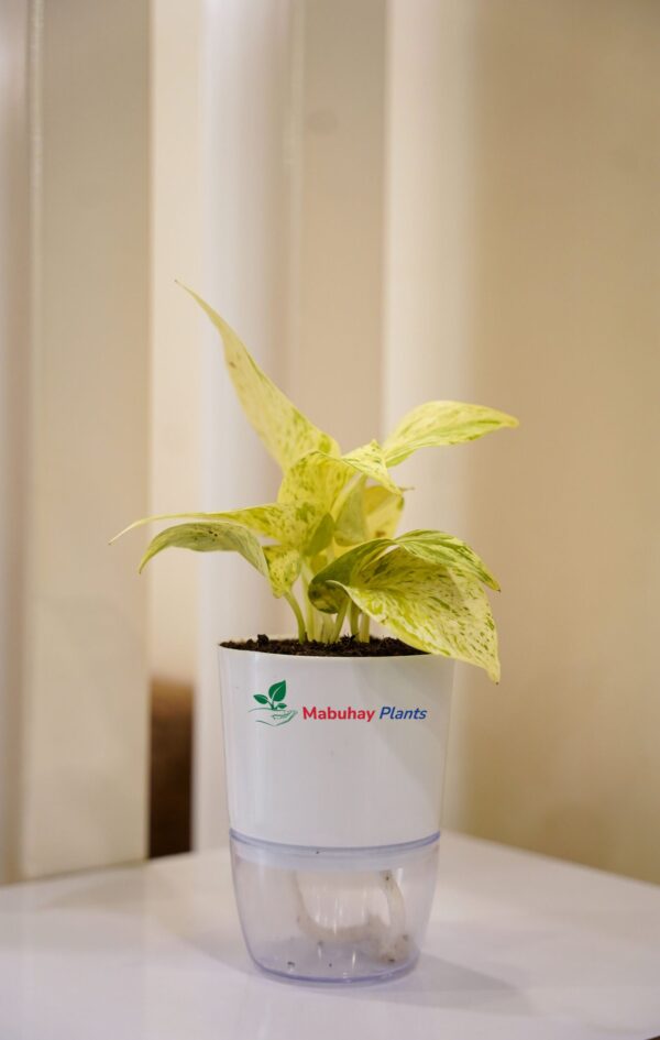 Marble Queen Plant