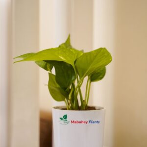 Golden Money Plant
