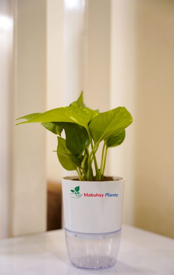 Golden Money Plant