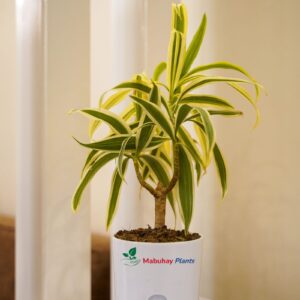 Song Of India ( Dracaena Reflexa)