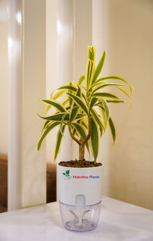 Song Of India ( Dracaena Reflexa)