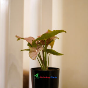 syngonium ( arrowhead plant)