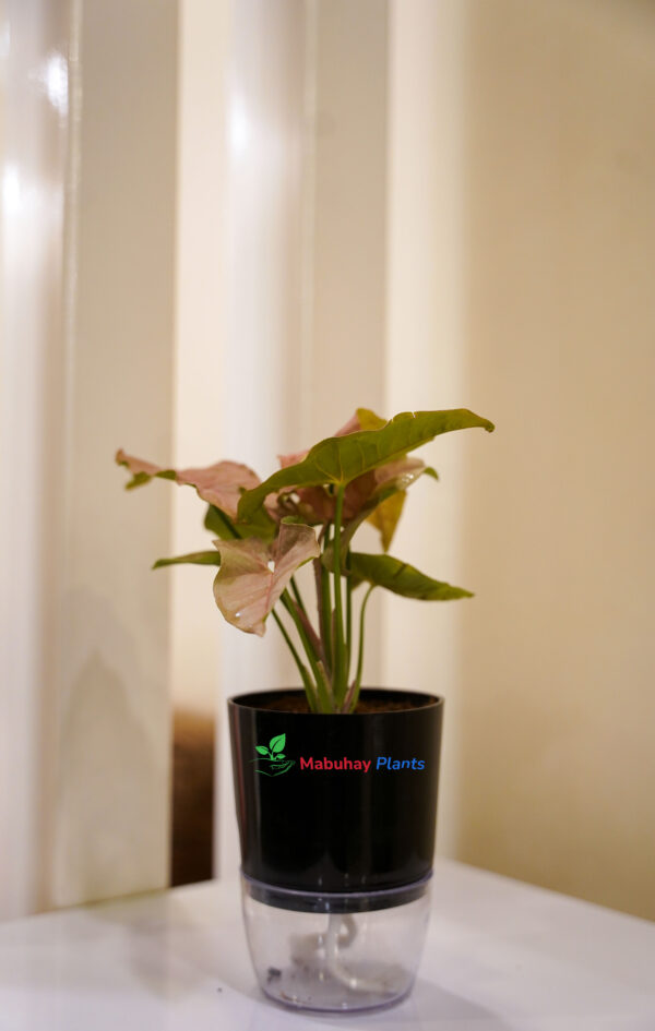 syngonium ( arrowhead plant)