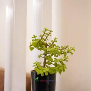 jade plant (crassula ovata)