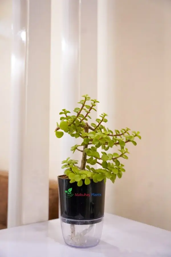 jade plant (crassula ovata)