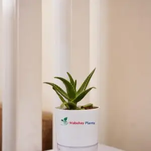 dwarf aloe vera