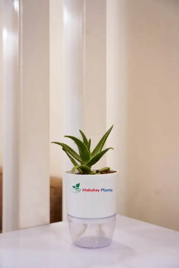 dwarf aloe vera