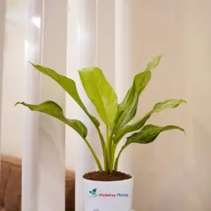 aglaonnema plant