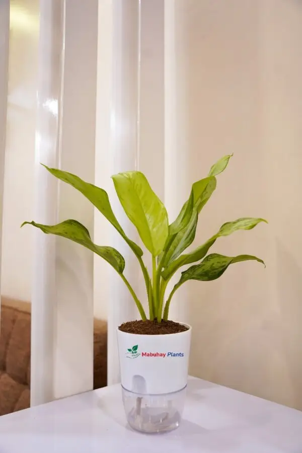 aglaonnema plant