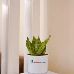 dwarf black snake plant