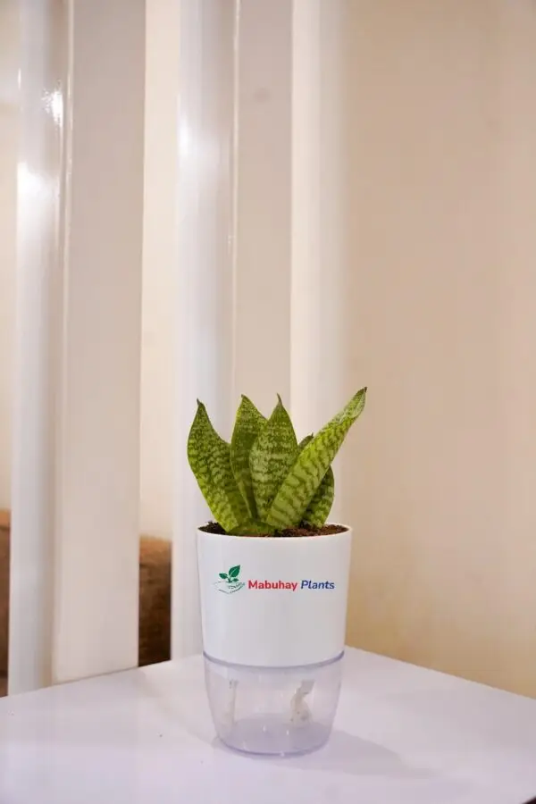 dwarf black snake plant