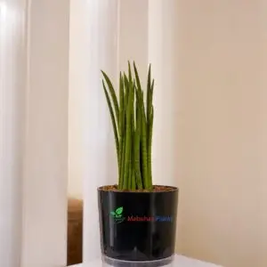cylindrical snake