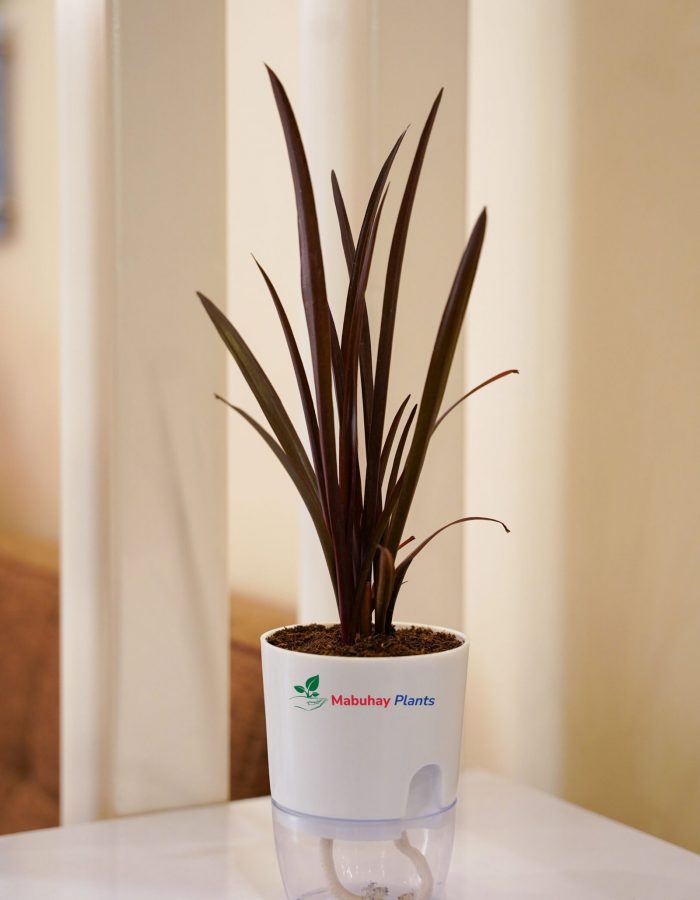 Burgundy Spike ( Cordyline Family)