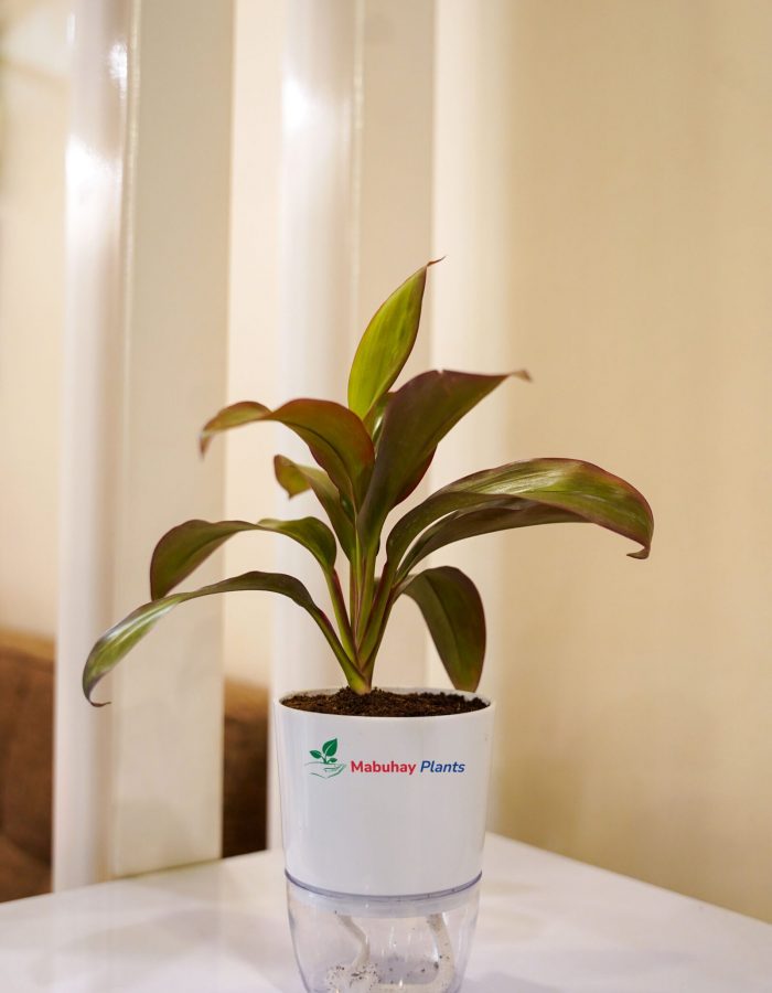 Red Sister Ti Plant