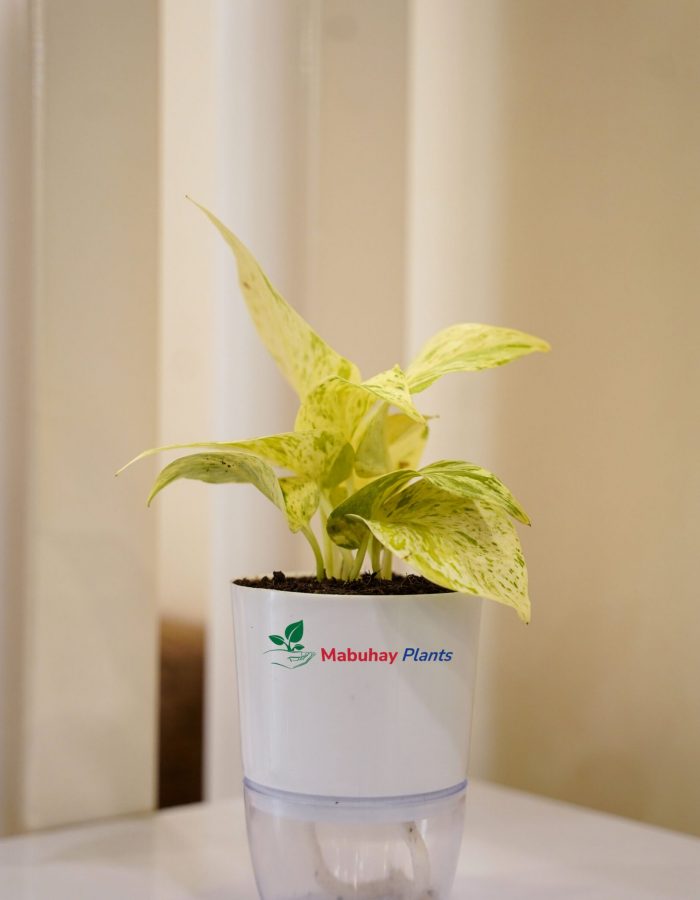 Marble Queen Plant