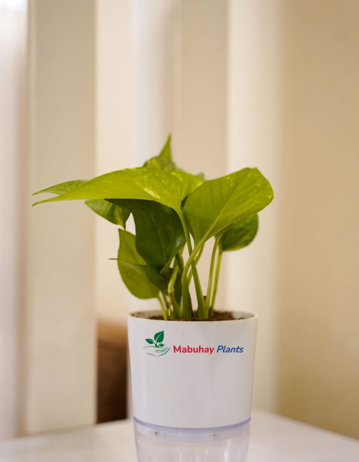 Golden Money Plant