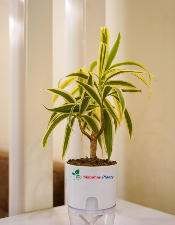 Song Of India ( Dracaena Reflexa)