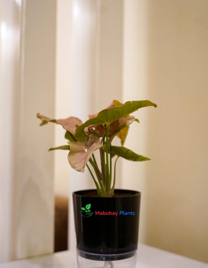 Syngonium ( Arrowhead Plant)