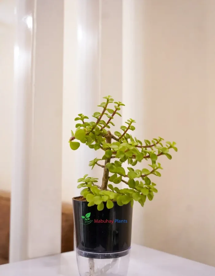 Jade Plant (Crassula Ovata)