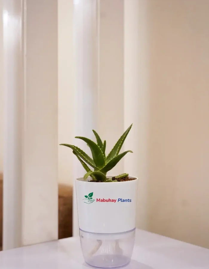 Dwarf Aloe Vera