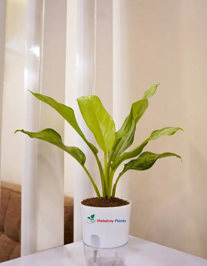 Aglaonnema Plant