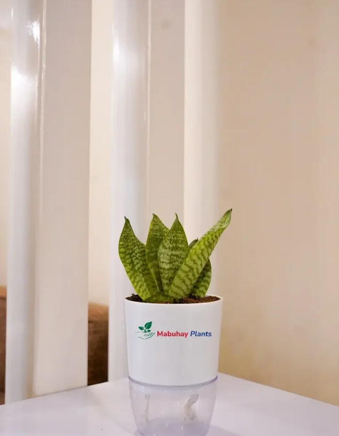 Dwarf Black Snake Plant